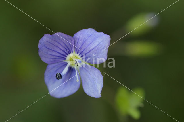 Slender Speedwell (Veronica filiformis)