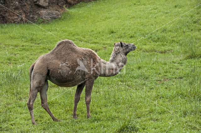 Dromedaris (Camelus dromedarius)