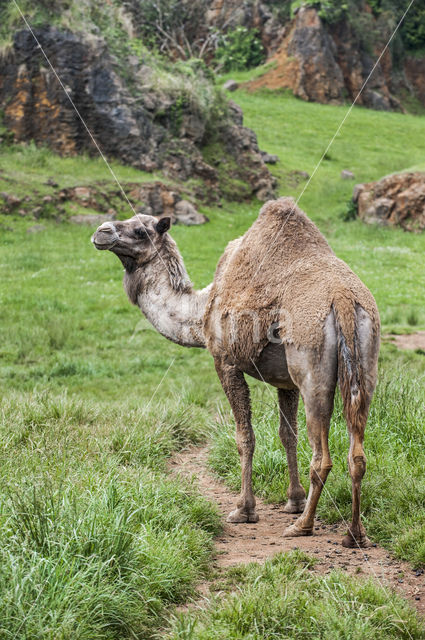 Dromedary (Camelus dromedarius)