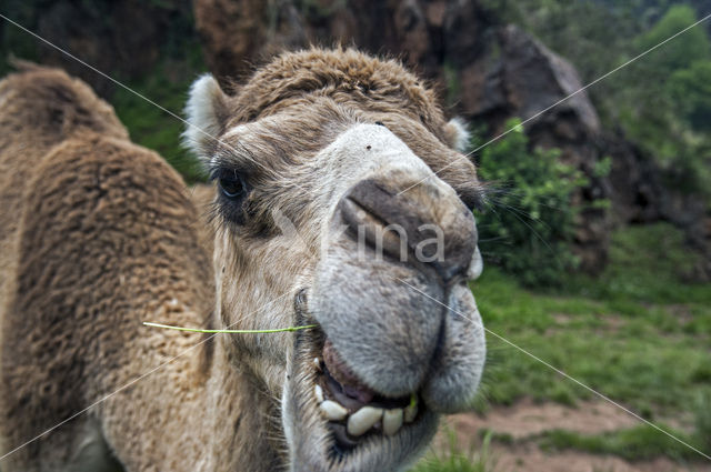 Dromedary (Camelus dromedarius)