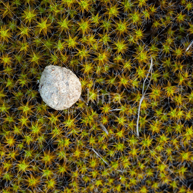 Great Hairy Screw-moss (Syntrichia ruralis)