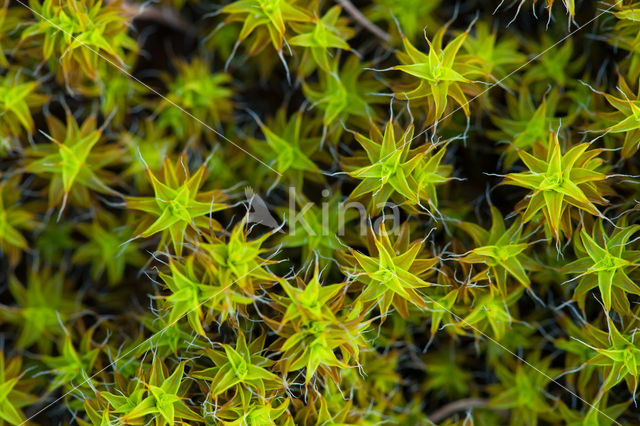 Great Hairy Screw-moss (Syntrichia ruralis)