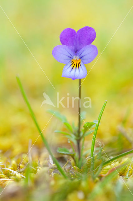 Duinviooltje (Viola curtisii)