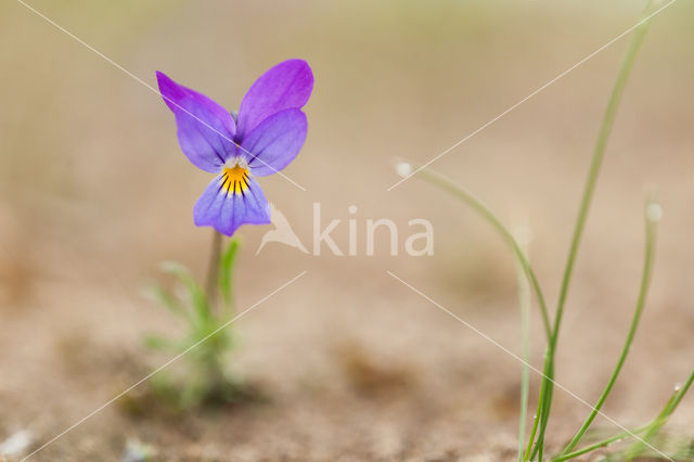 Duinviooltje (Viola curtisii)