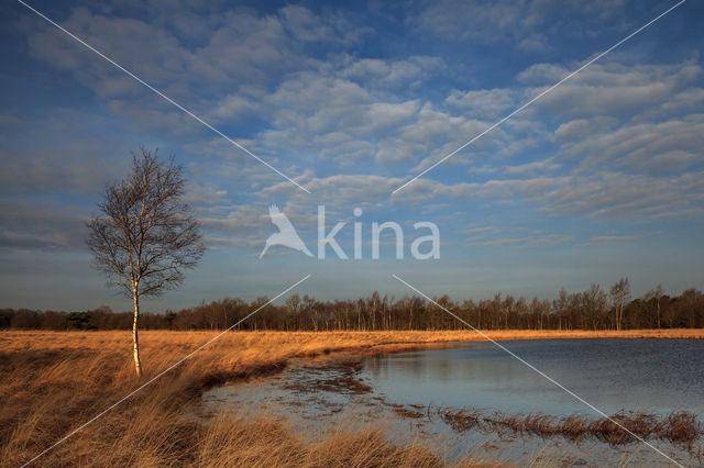 Duurswouderheide