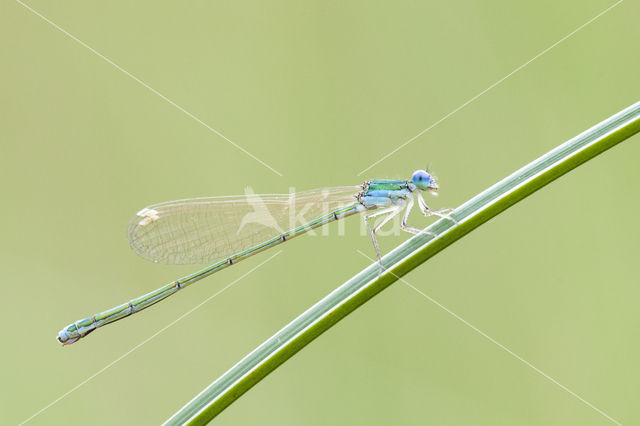 Pygmy Damselfly (Nehalennia speciosa)