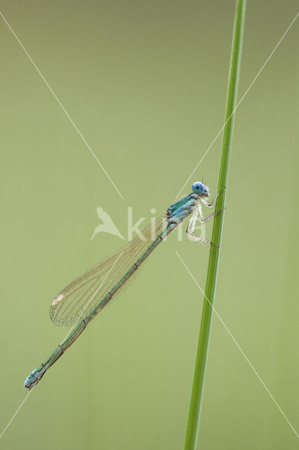 Dwergjuffer (Nehalennia speciosa)