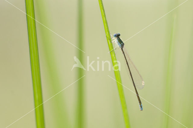 Dwergjuffer (Nehalennia speciosa)