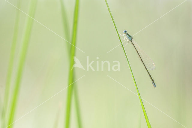 Pygmy Damselfly (Nehalennia speciosa)