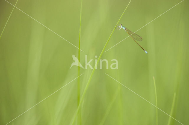 Pygmy Damselfly (Nehalennia speciosa)