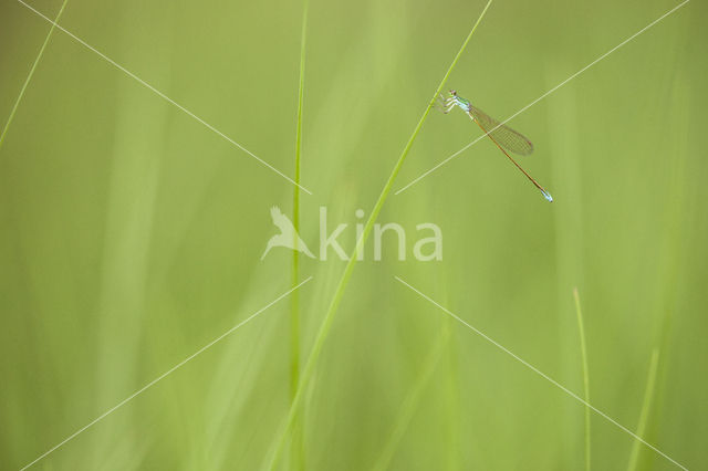 Dwergjuffer (Nehalennia speciosa)