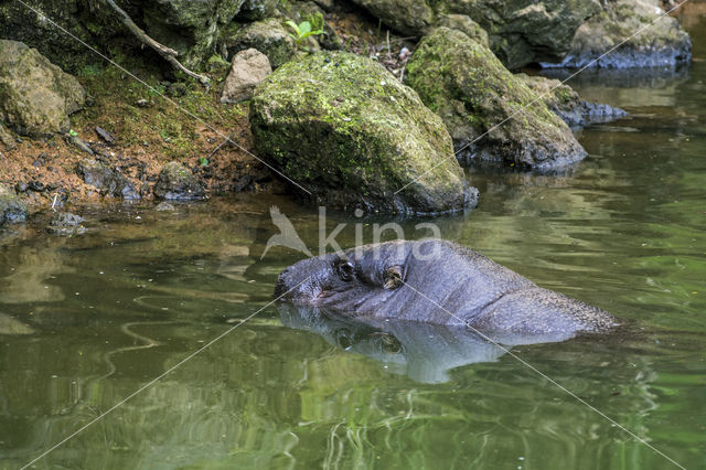 Pygmy hippopotamus (Hexaprotodon liberiensis)