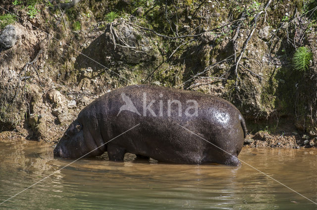 Pygmy hippopotamus (Hexaprotodon liberiensis)