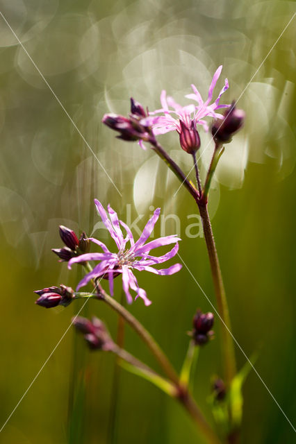 Echte koekoeksbloem (Lychnis flos-cuculi)