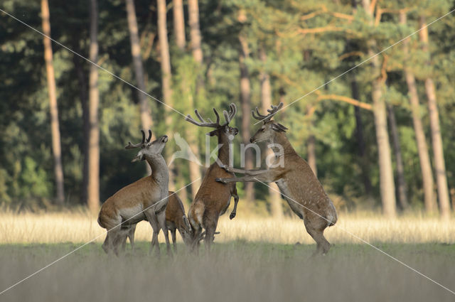 Red Deer (Cervus elaphus)