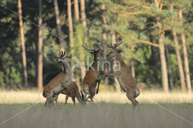 Red Deer (Cervus elaphus)