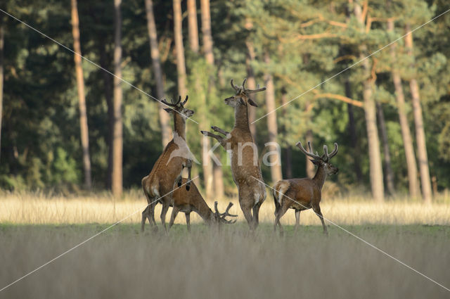 Red Deer (Cervus elaphus)