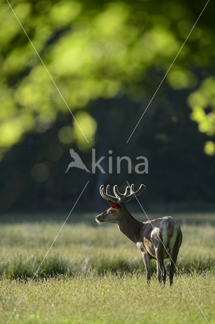 Red Deer (Cervus elaphus)