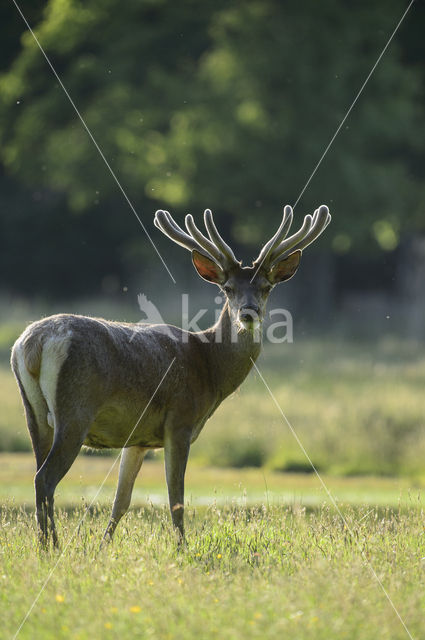 Red Deer (Cervus elaphus)