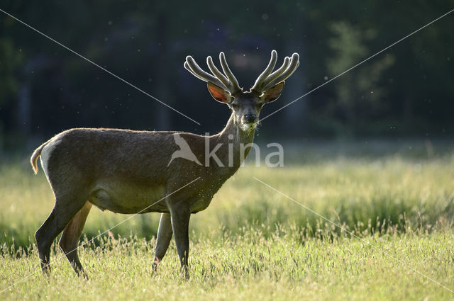 Red Deer (Cervus elaphus)