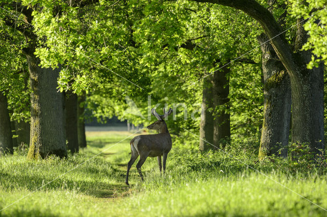 Red Deer (Cervus elaphus)