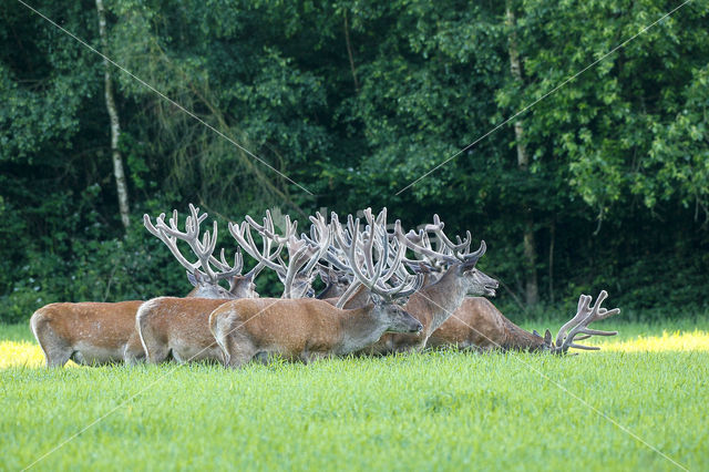 Red Deer (Cervus elaphus)