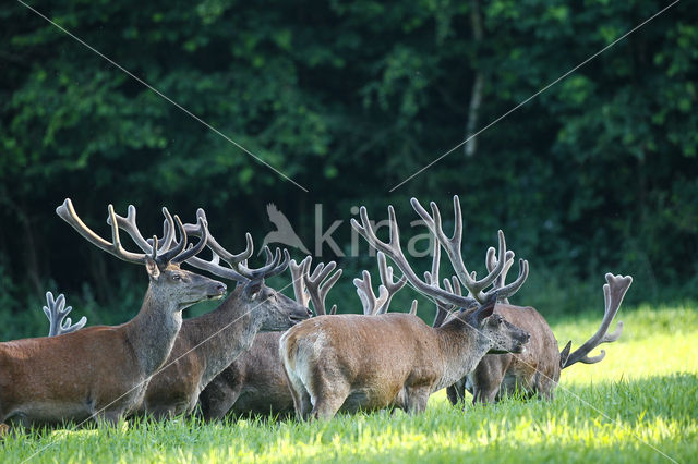 Red Deer (Cervus elaphus)