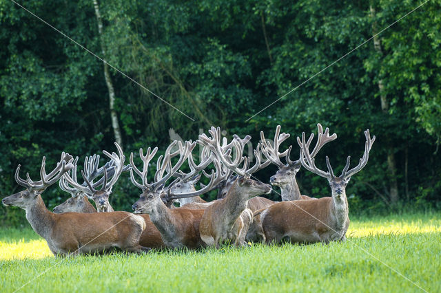 Red Deer (Cervus elaphus)