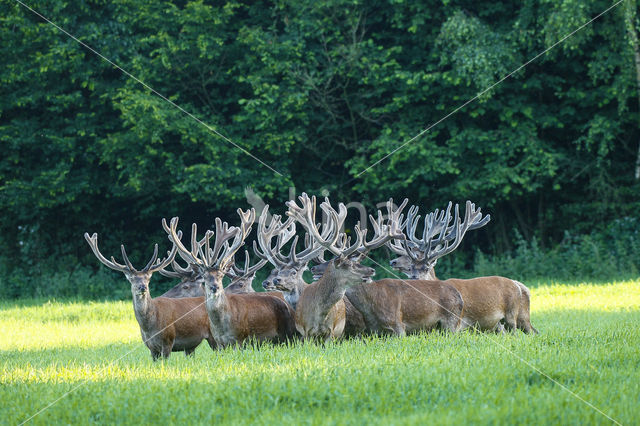 Red Deer (Cervus elaphus)