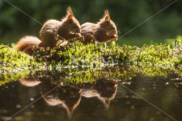 Eekhoorn (Sciurus vulgaris)