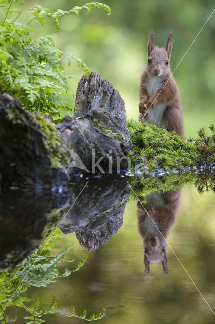 Red Squirrel (Sciurus vulgaris)