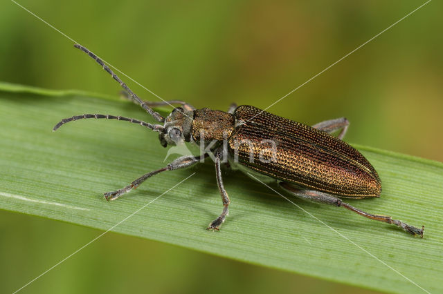 Egelskophaantje (Donacia vulgaris)