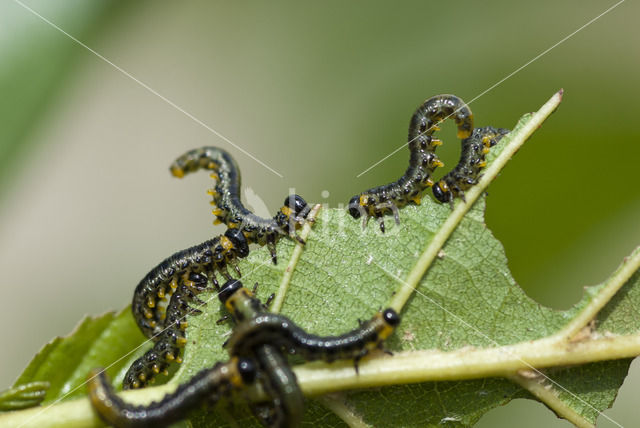 woolly alder sawfly (Eriocampa ovata)