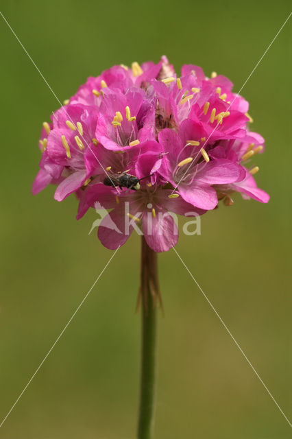 Engels gras (Armeria maritima)