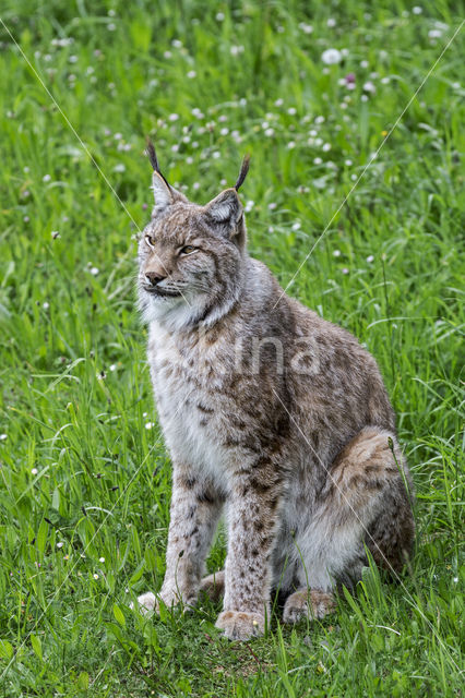 Eurasian Lynx (Lynx lynx)