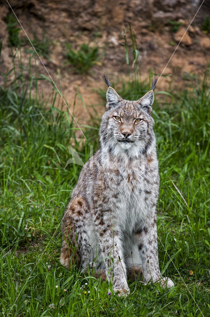 Eurasian Lynx (Lynx lynx)