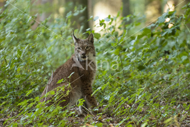 Euraziatische lynx (Lynx lynx)