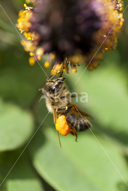 honey bee (Apis mellifera mellifera)