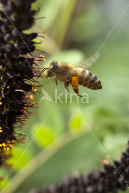 honey bee (Apis mellifera mellifera)