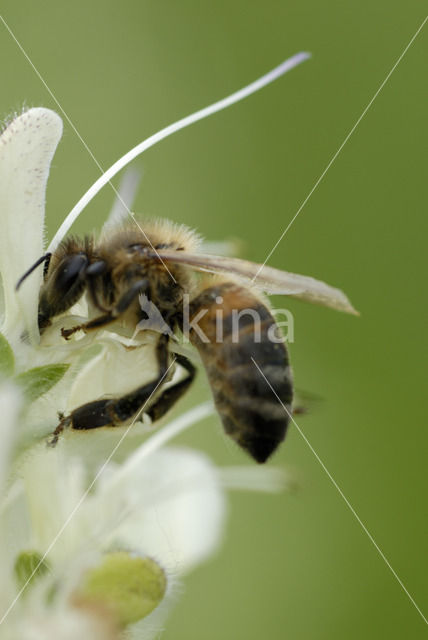 Europese Honingbij (Apis mellifera mellifera)