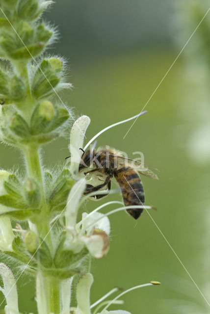 honey bee (Apis mellifera mellifera)