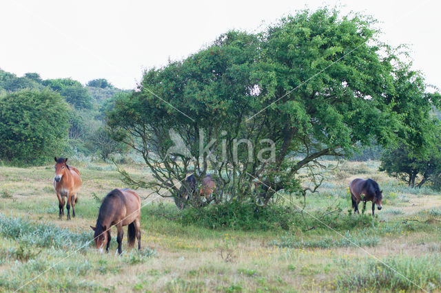 Exmoorpony