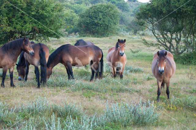 Exmoorpony