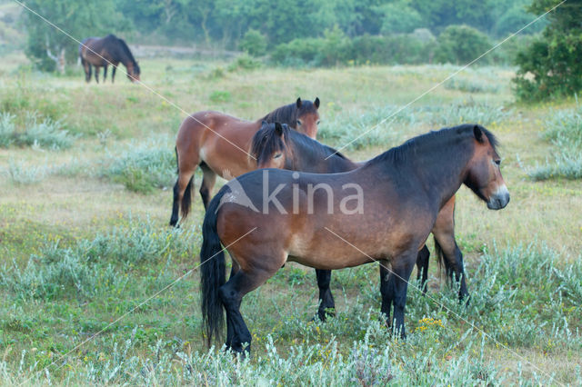 Exmoorpony