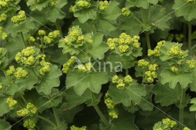 Fraaie vrouwenmantel (Alchemilla mollis)