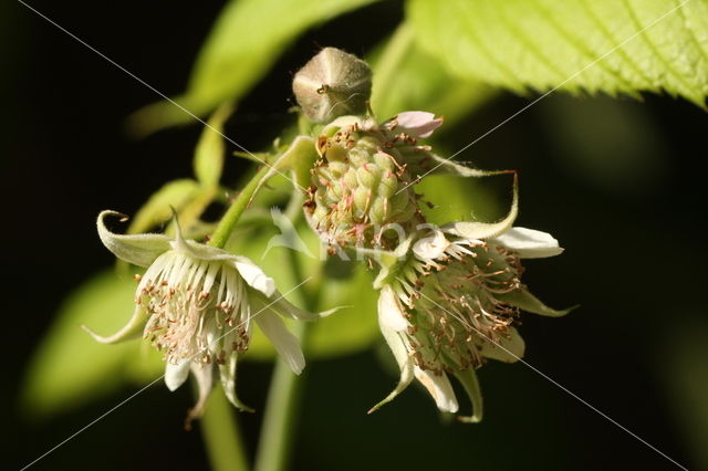 Raspberry (Rubus idaeus)