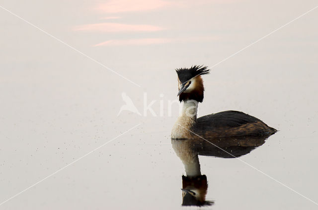 Great Crested Grebe (Podiceps cristatus)