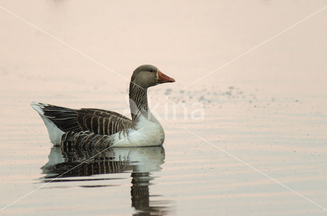 Grauwe Gans (Anser anser)