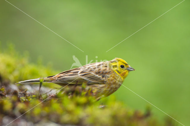 Geelgors (Emberiza citrinella)