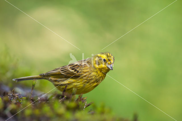 Geelgors (Emberiza citrinella)